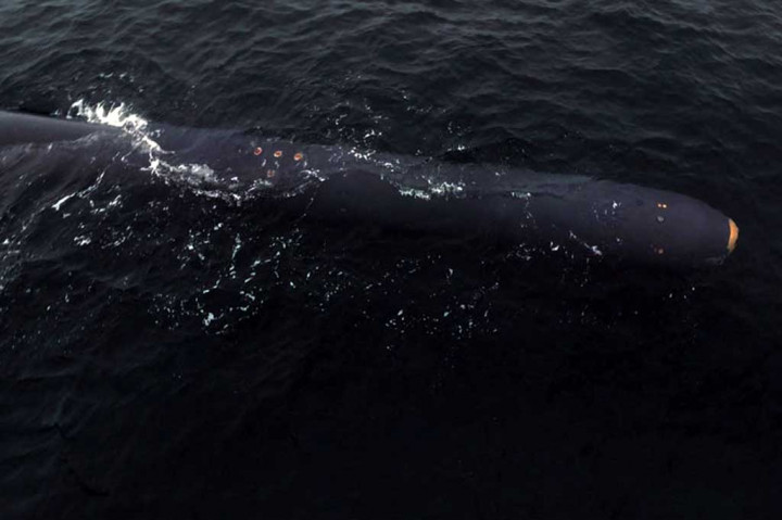 Korea Utara mengklaim pihaknya telah menguji drone serangan nuklir bawah laut lainnya, Jumat, 7 April 2023. Ini merupakan tanggapan terbaru Korut terhadap latihan militer Korea Selatan dan Amerika Serikat. Namun para analis mempertanyakan apakah Pyongyang memiliki senjata semacam itu.