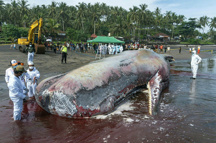 Yudiarso mengatakan akan memakan waktu setidaknya tiga minggu untuk tes nekropsi selesai, tetapi ahli forensik menemukan beberapa pendarahan di paru-paru paus dan ususnya dipenuhi cairan.
