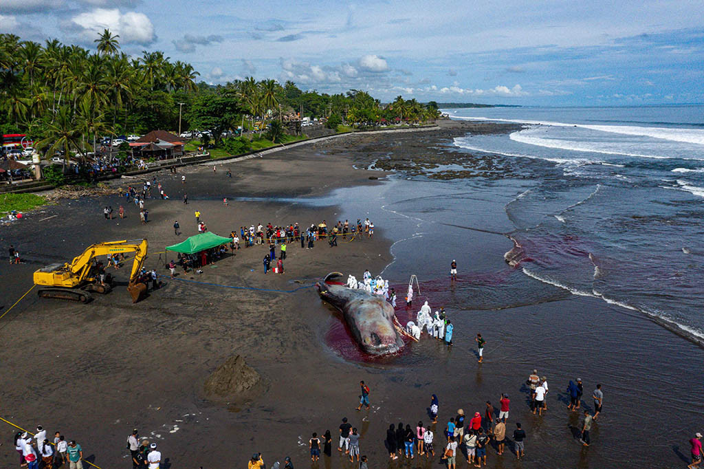 Polisi telah menutup lokasi untuk mencegah orang mencuri daging atau bagian tubuh mamalia tersebut.