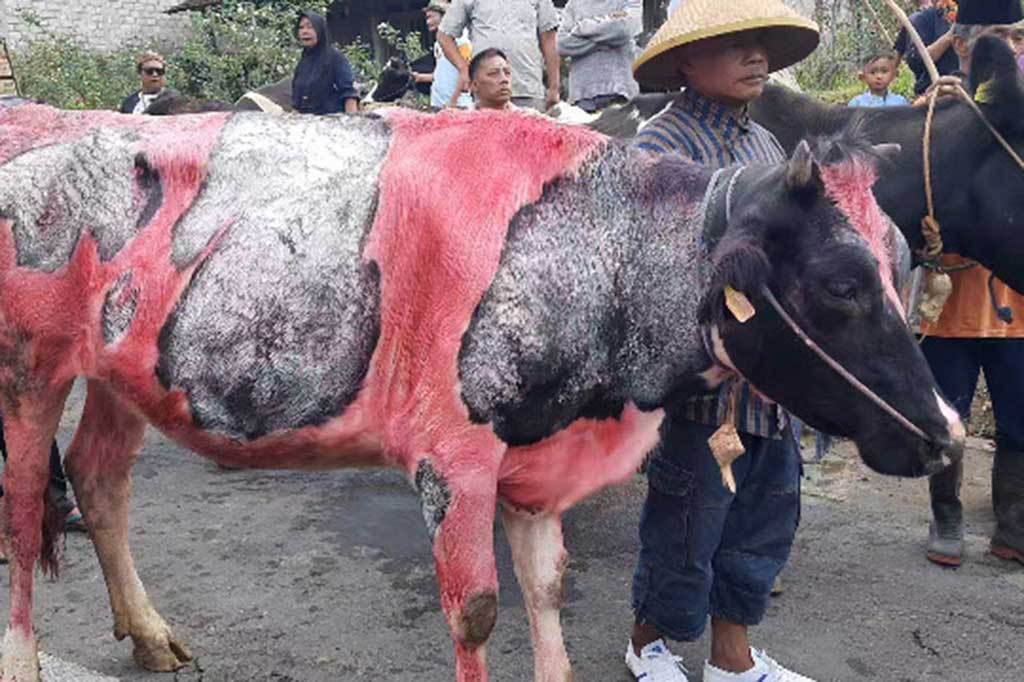 Pada sepekan usai lebaran atau yang dikenal dengan bakdo kupat, ratusan warga Sruni menghias hewan ternak sapi miliknya, baik sapi pedaging maupun perah susu, untuk kemudian diarak ramai-ramai mengelilingi desa atau kampung.