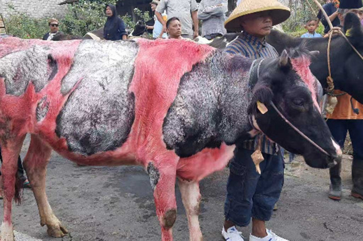 Pada sepekan usai lebaran atau yang dikenal dengan bakdo kupat, ratusan warga Sruni menghias hewan ternak sapi miliknya, baik sapi pedaging maupun perah susu, untuk kemudian diarak ramai-ramai mengelilingi desa atau kampung.