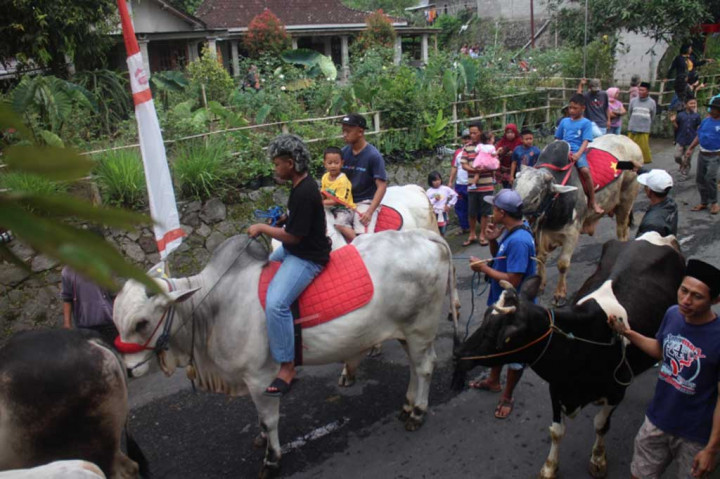 Sebelum mengarak ratusan sapi hias, warga terlebih dulu melakukan doa syukur, atas kehidupan yang melimpah dari hasil pertanian dan mengelola ternak sapi. Doa dilakukan di depan makanan bawaan dari masing-masing keluarga yang ditata sepanjang 100 an meter.