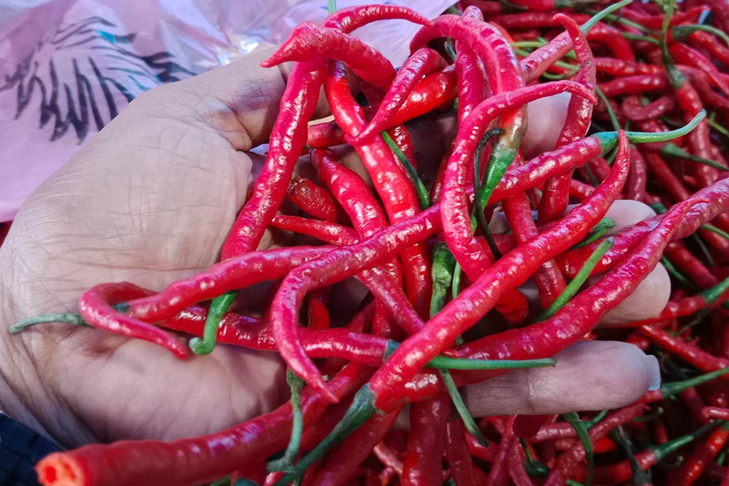 Harga cabai merah di kawasan Provinsi Aceh, sejak tiga hari terakhir turun. Akibatnya para petani cabai di wilayah paling barat Indonesia itu resah.