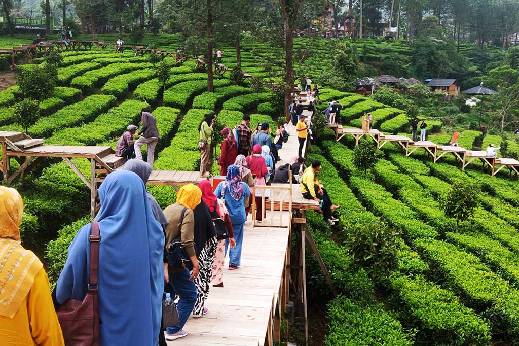 Ratusan pengunjung silih berganti menikmati Tea Bridge yang merupakan tempat wisata baru di kawasan Agrowisata Gunung Mas, Puncak, Bogor, Jawa Barat. 