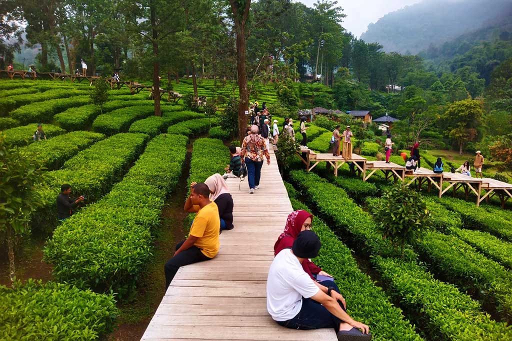 Tea Bridge merupakan jembatan kayu yang membentang sepanjang 260 meter di tengah-tengah hamparan kebun teh yang sejuk. 