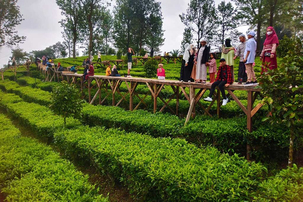Tea Bridge Menikmati Keindahan Tea Bridge Gunung Mas Bogor