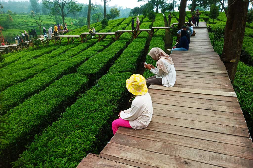 Tea Bridge Menikmati Keindahan Tea Bridge Gunung Mas Bogor