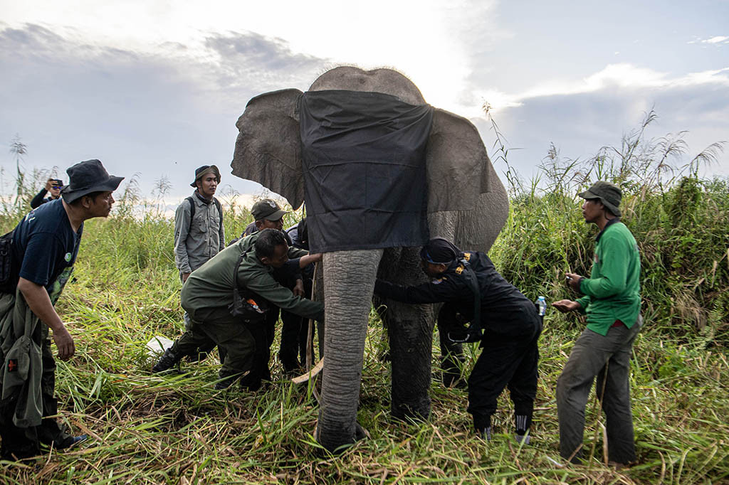 Kegiatan itu melibatkan beberapa pihak, yaitu PT OKI Pulp & Paper Mills, salah satu unit usaha APP Sinar Mas, dan PT Bumi Andalas Permai (BAP), mitra pemasok APP Sinar Mas, Perkumpulan Jejaring Hutan Satwa (PJHS), serta Dokter Hewan dan Tim Teknis BBKSDA Riau.