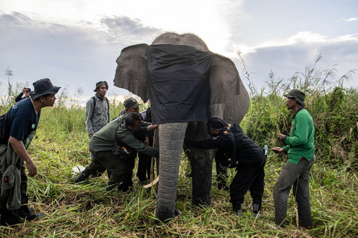Kegiatan itu melibatkan beberapa pihak, yaitu PT OKI Pulp & Paper Mills, salah satu unit usaha APP Sinar Mas, dan PT Bumi Andalas Permai (BAP), mitra pemasok APP Sinar Mas, Perkumpulan Jejaring Hutan Satwa (PJHS), serta Dokter Hewan dan Tim Teknis BBKSDA Riau.