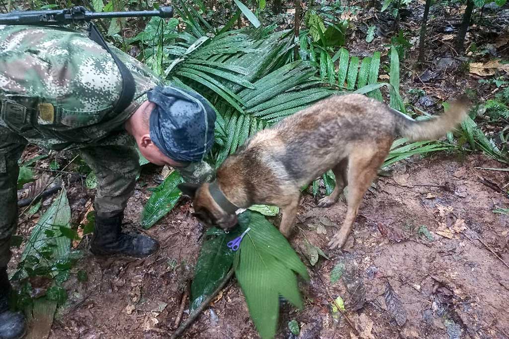 Pihak berwenang telah mengerahkan lebih dari 100 tentara dibantu anjing pelacak untuk mencari anak di bawah umur yang bepergian dengan pesawat yang jatuh di Amazon pada 1 Mei.