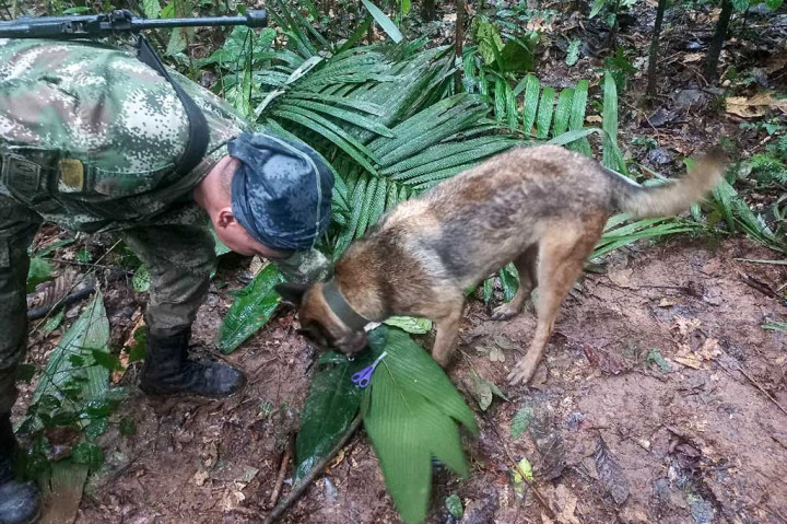 Pihak berwenang telah mengerahkan lebih dari 100 tentara dibantu anjing pelacak untuk mencari anak di bawah umur yang bepergian dengan pesawat yang jatuh di Amazon pada 1 Mei.