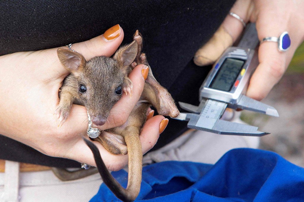 Bettong, yang melompat dengan kaki belakangnya seperti kanguru berukuran besar, menghuni lebih dari 60 persen Australia sebelum menjadi korban kucing, rubah, dan pembersihan lahan setelah pemukiman Eropa lebih dari dua abad lalu.