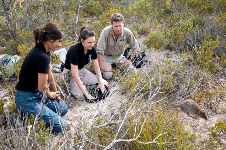 Sekarang mereka kembali lagi di Semenanjung Yorke Australia Selatan, setelah para ilmuwan satwa liar melepaskan 120 hewan itu selama periode dua tahun untuk melihat apakah mereka dapat bertahan hidup di luar kandang atau pulau yang tahan pemangsa.