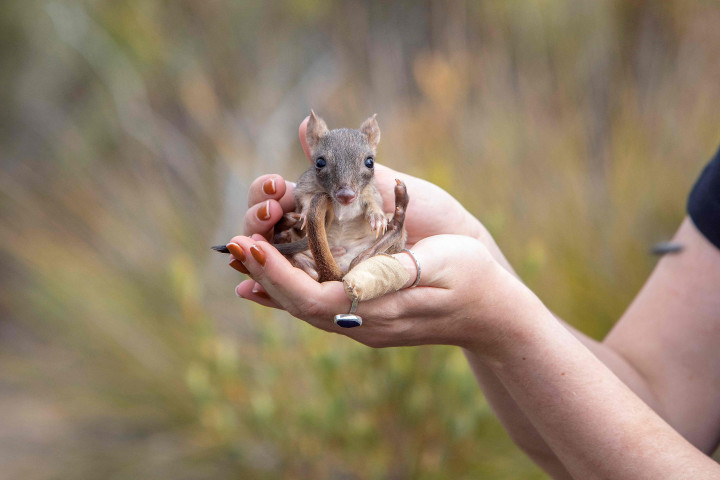 Bettong berekor sikat -- marsupial langka yang sangat lucu menyerupai kanguru seukuran kelinci -- bangkit kembali di daratan Australia Selatan, lebih dari 100 tahun setelah menghilang dari wilayah tersebut.