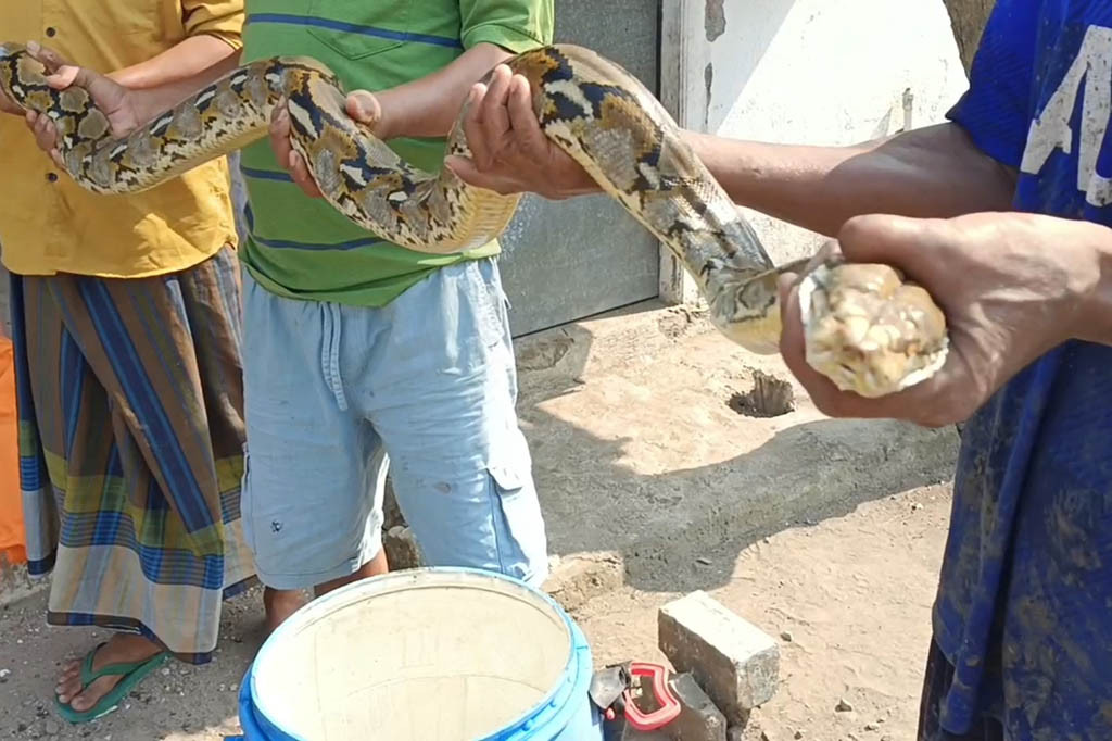 Warga di RT 16 RW 7 Desa Pilang Kecamatan Wonoayu Kabupaten Sidoarjo dikejutkan dengan munculnya ular sanca di wilayah mereka, Kamis, 25 Mei 2023. Ular tersebut memiliki panjang 3 meter, dengan diameter 15 centimeter.