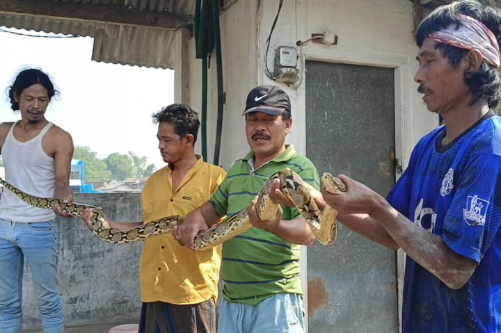 Awalnya Hasan mengira itu adalah sepotong kayu di jalan, dan berniat memindahkan karena menghalangi jalan. Namun pria tersebut dibuat terkejut, karena yang awalnya dikira kayu ternyata ular yang merayap ke sebuah rumah kos. 