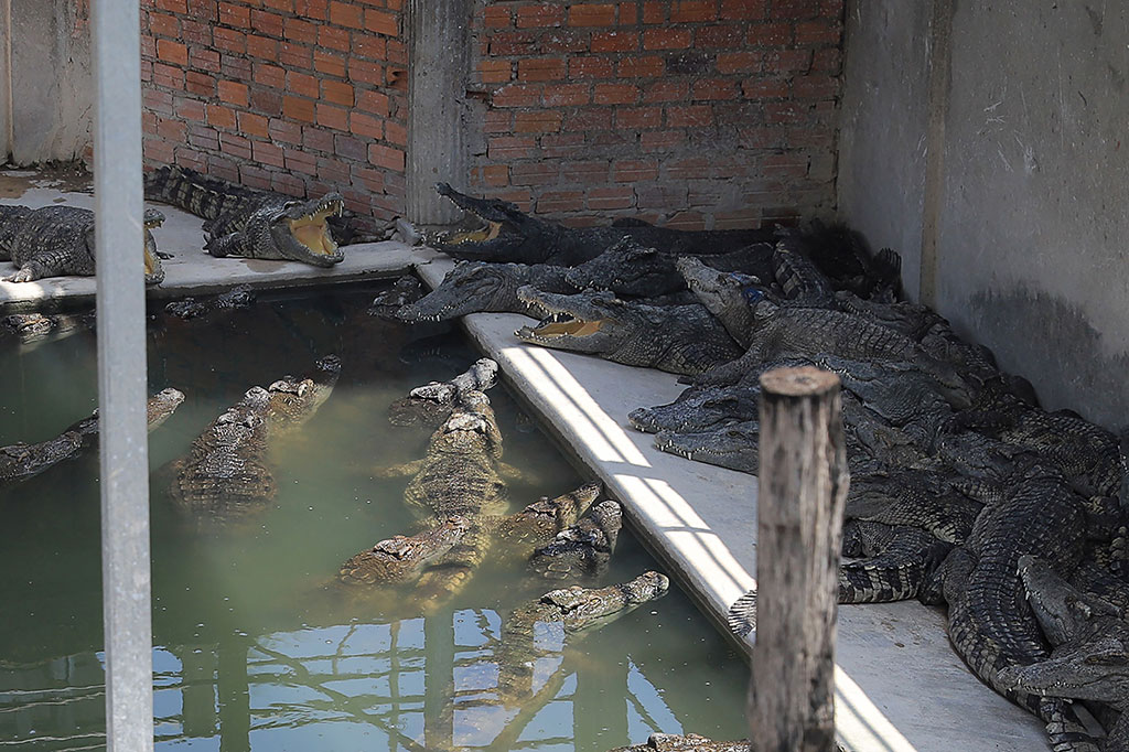Puluhan buaya berada di peternakan reptil di Siem Reap, Kamboja pada 26 Mei 2023, setelah seorang pria berusia 72 tahun dibunuh oleh reptil tersebut di kandang.