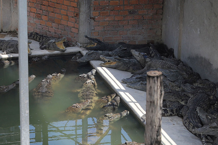 Puluhan buaya berada di peternakan reptil di Siem Reap, Kamboja pada 26 Mei 2023, setelah seorang pria berusia 72 tahun dibunuh oleh reptil tersebut di kandang.