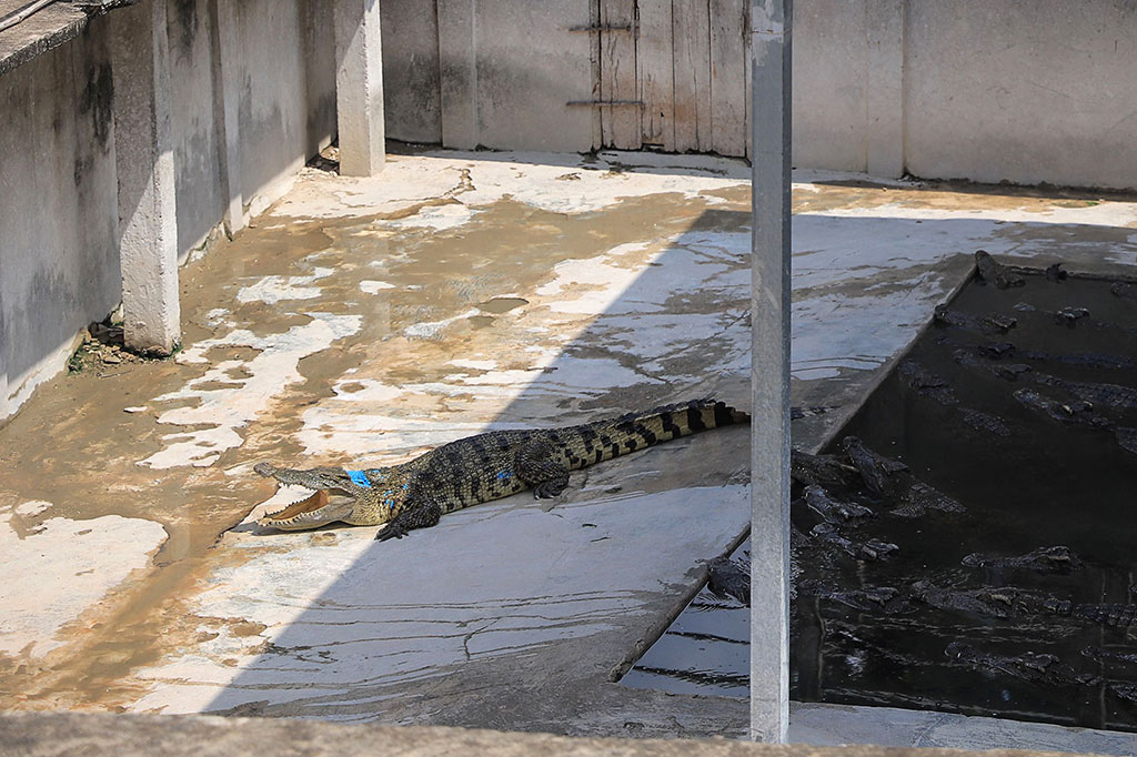 Sekitar 40 buaya membunuh seorang pria Kamboja pada 26 Mei setelah korban jatuh ke kandang di peternakan reptil milik keluarganya, Jumat.
