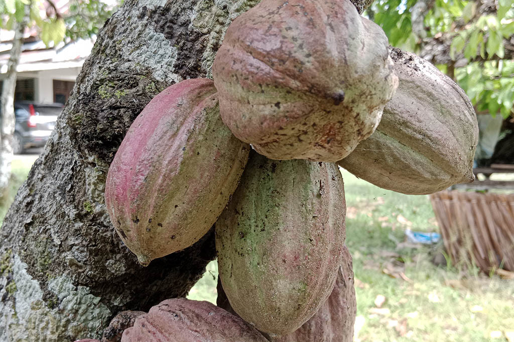 Ketua Bidang Pemasaran Forum Kakao Aceh, Husaini MY, tingginya harga biji kakao itu karena permintaan pasar dunia cukup stabil selama ini. Lalu pembelian di dalam negeri juga tergolong normal.