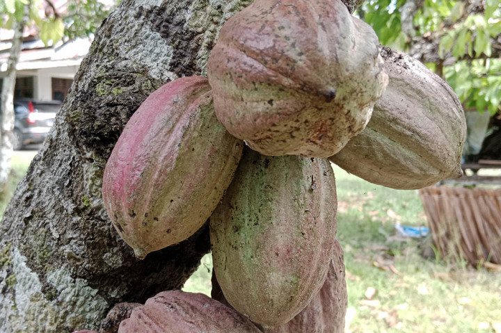 Ketua Bidang Pemasaran Forum Kakao Aceh, Husaini MY, tingginya harga biji kakao itu karena permintaan pasar dunia cukup stabil selama ini. Lalu pembelian di dalam negeri juga tergolong normal.