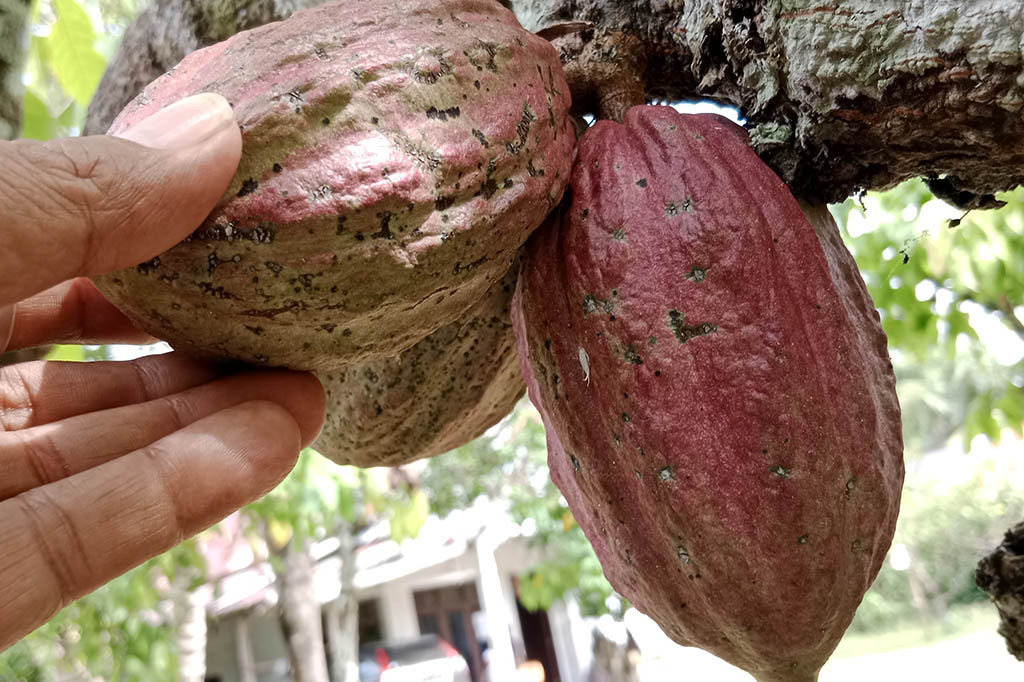 Petani kakao di kawasan Provinsi Aceh sejak sebulan terakhir bergembira. Pasalnya harga biji kakao kering panen di kawasan setempat bertahan tinggi.
