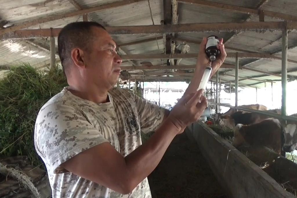 Menurut Mustofa, penyakit LSD ditandai dengan demam pada sapi, serta munculnya benjolan pada kulit berukuran 2 hingga 5 centimeter. Selain itu muncul plak nekrotik pada selaput lendir, terutama saluran pernapasan bagian atas rongga mulut.