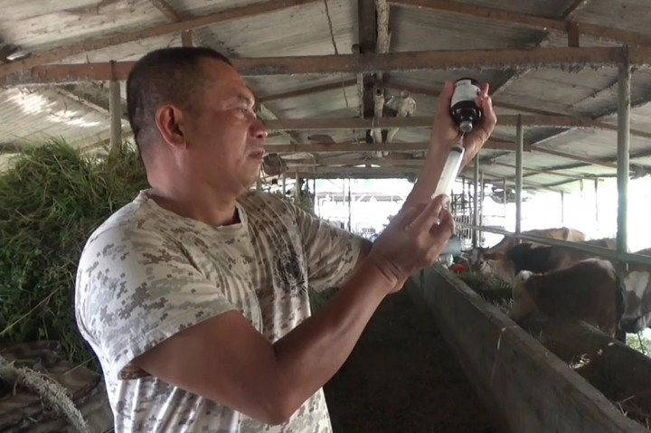 Menurut Mustofa, penyakit LSD ditandai dengan demam pada sapi, serta munculnya benjolan pada kulit berukuran 2 hingga 5 centimeter. Selain itu muncul plak nekrotik pada selaput lendir, terutama saluran pernapasan bagian atas rongga mulut.