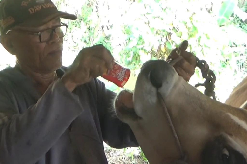 Mendekati Hari Raya Idul Adha 2023, para peternak sapi di Kabupaten Sidoarjo waspada terhadap ancaman penyakit lumpy skin desease (LSD). Meskipun penyebarannya tidak secepat penyakit mulut dan kuku (PMK), LSD reaksinya lebih cepat dan mematikan. 