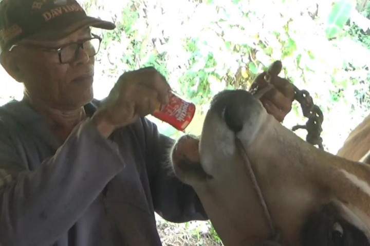 Mendekati Hari Raya Idul Adha 2023, para peternak sapi di Kabupaten Sidoarjo waspada terhadap ancaman penyakit lumpy skin desease (LSD). Meskipun penyebarannya tidak secepat penyakit mulut dan kuku (PMK), LSD reaksinya lebih cepat dan mematikan. 