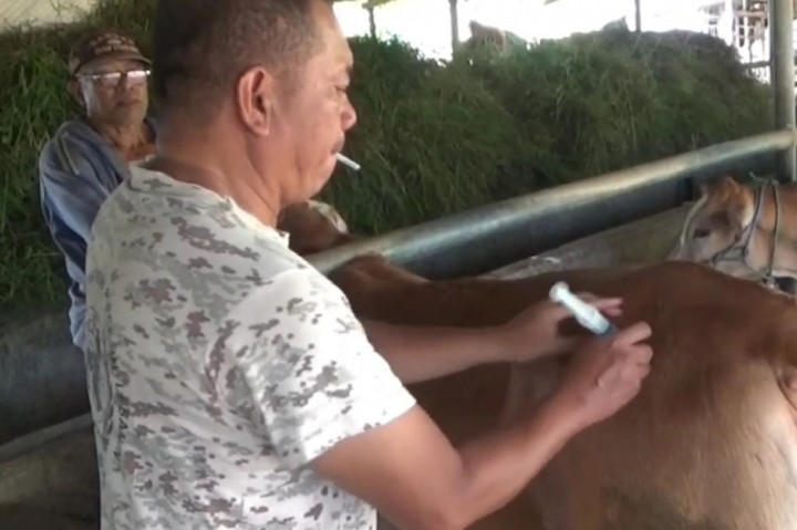 Salah satu peternak sapi yang waspada penyakit LSD adalah Mustofa, warga Desa Gagang Kepuhsari Kecamatan Balongbendo Sidoarjo. Bersama sejumlah pembantunya, Mustofa saat ini berupaya menjaga, agar sapinya terhindar dari LSD.