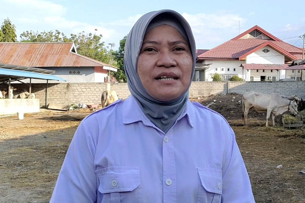 Kepala Bidang Kesehatan Hewan dan Masyarakat Veteriner Disbunak Sulteng, Dandy Alfita mengungkapkan sampel kotoran dan darah Arjuna telah diperiksa di laboratorium untuk memastikan aman dari Penyakit Mulut dan Kuku.