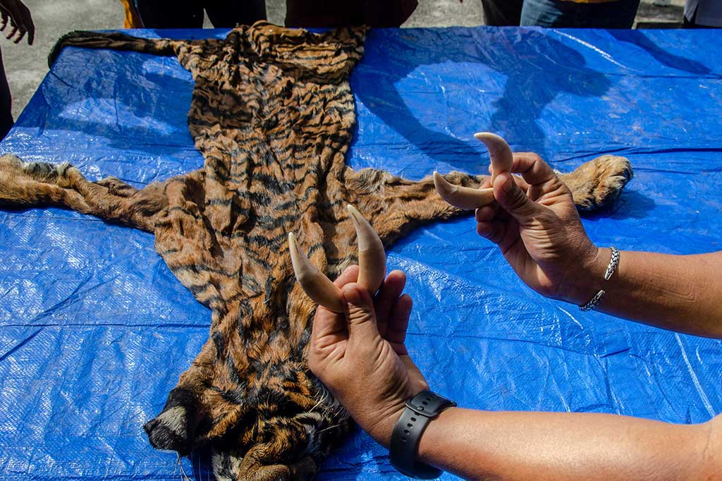 Petugas memperlihatkan barang bukti tangkapan berupa taring dan kulit harimau sumatera saat jumpa pers di Kantor Gakkum LHK Sumatera, di Pekanbaru, Riau, Kamis, 8 Juni 2023.