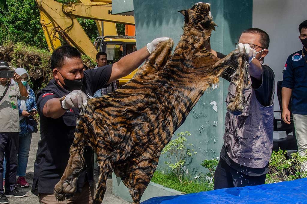 Satuan Polisi Kehutanan Reaksi Cepat (SPORC) Brigade Beruang menangkap tiga  penjual bagian-bagian satwa dilindungi jenis harimau sumatera di Desa Teluk Meranti, Kabupaten Pelalawan, Riau. SPORC juga menyita dua kulit harimau, empat buah taring satwa.
