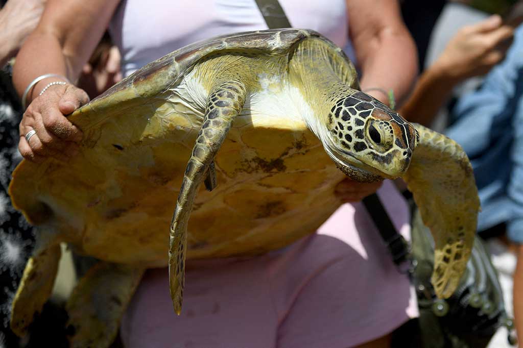 Satyawan mengatakan kegiatan pelepasan 64 penyu tersebut dilaksanakan dalam rangka memperingati hari lingkungan hidup sedunia sekaligus menyambut hari konservasi alam nasional, serta menyongsong hari Bhayangkara yang ke-77.
