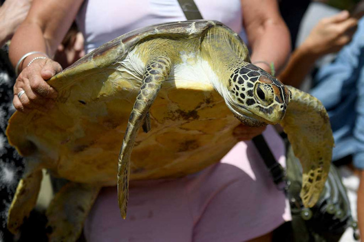 Satyawan mengatakan kegiatan pelepasan 64 penyu tersebut dilaksanakan dalam rangka memperingati hari lingkungan hidup sedunia sekaligus menyambut hari konservasi alam nasional, serta menyongsong hari Bhayangkara yang ke-77.