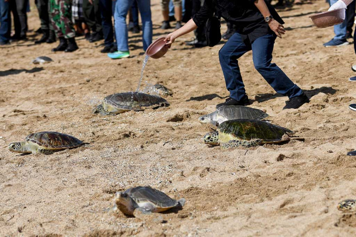 Direktur Jenderal Konservasi Sumber Daya Alam dan Ekosistem (Dirjen KSDAE) Satyawan Pudyatmoko dalam laporannya menyampaikan 64 penyu yang dilepaskan tersebut terdiri 20 ekor penyu lekang (Lepidochelys olivacea), tiga penyu sisik (Eretmochelys imbricata), dan 41 penyu hijau (Chelonia mydas).