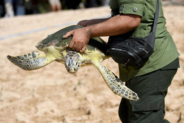 Dia mengatakan seluruh penyu yang dilepaskan tersebut telah dilakukan rehabilitasi dan pemeriksaan, sehingga dapat dipastikan penyu tersebut dalam keadaan sehat dan layak untuk dilepasliarkan.
