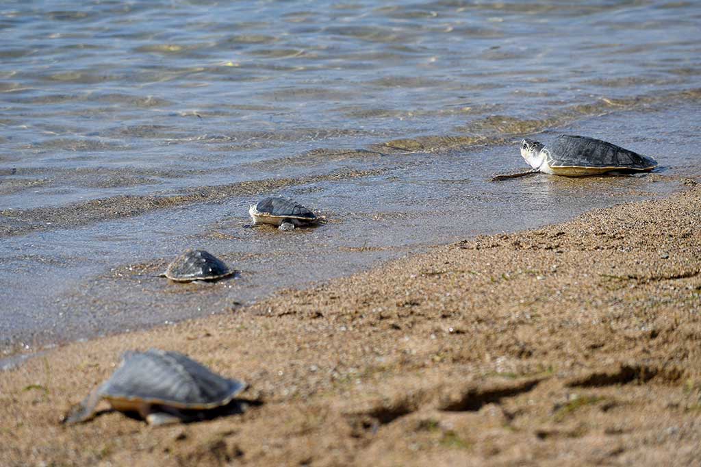 Sementara itu, Wakil Menteri Lingkungan Hidup dan Kehutanan (LHK) Alue Dohong mengatakan penyu merupakan satwa yang dilindungi berdasarkan Peraturan Menteri Lingkungan Hidup dan Kehutanan Nomor 106 tahun 2018. Dia pun meminta jajaran Ditpolairud Polda Bali menindak tegas para pelaku penangkapan penyu di wilayah Bali.