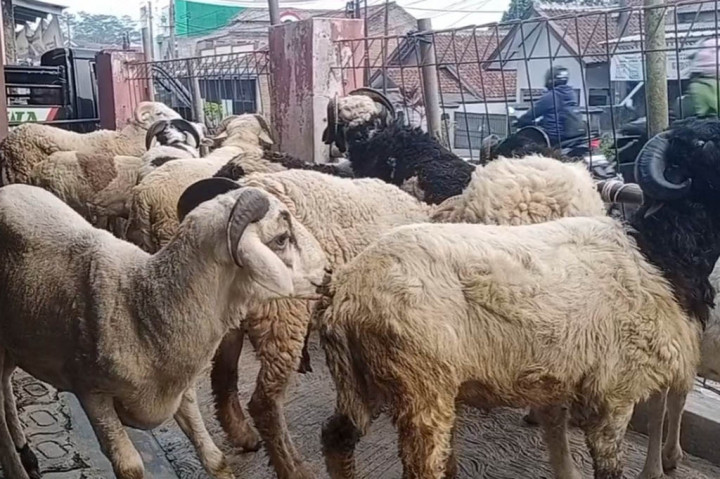 Seperti yang terlihat di salah satu lapak pedagang hewan kurban yang berada di Jalan Siliwangi Rangkasbitung, Lebak, Banten, dalam beberapa hari terakhir ini, harga jual hewan kurban mengalami kenaikan. Kenaikan yang signifikan terjadi pada harga domba yang naik hingga lima ratus ribu rupiah per ekor.