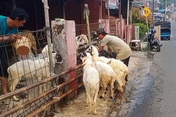 Seperti harga domba yang yang awalnya di jual dua juta rupiah sekarang naik menjadi dua juta lima ratus ribu rupiah per ekor/domba ukuran sedang yang awalnya di jual empat juta rupiah naik menjadi empat juta lima ratus ribu rupiah per ekor. Begitu pula domba ukuran besar yang awalnya di jual pada kisaran enam juta rupiah naik menjadi enam juta lima ratus ribu rupiah per ekor. Kenaikan ini terjadi mulai dari tingkat peternak seiring dengan banyaknya permintaan domba untuk di jadikan hewan kurban.