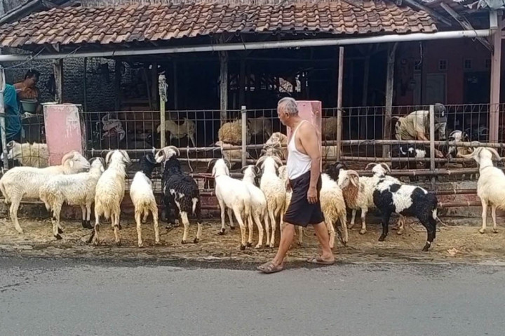 Yana salah satu pedagang mengaku meskipun penjualan domba belum begitu mengalami kenaikan yang signifikan/ namun harga jual domba sudah naik hingga lima ratus ribu rupiah per ekor.