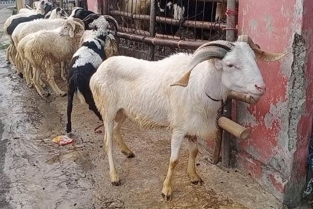 Diakui pedagang penjualan domba akan naik biasanya pada satu pekan sebelum hari raya Idul Adha dan konsumen akan datang langsung ke lapak pedagang untuk melakukan transaksi, kemudian akan menitipkan sementara hewan kurban tersebut ke pedagang dan akan diantar ke konsumen satu hari sebelum hari raya.