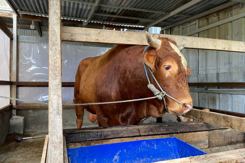 Ibrahim menceritakan, bahwa ia mengajukan untuk jadi salah satu kandidat penyedia sapi untuk Presiden Jokowi. Sapi Simental seberat 1 ton ini dijual dengan harga Rp92 juta.