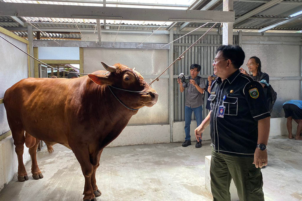 Presiden Joko Widodo kembali berkurban sapi jenis simental di Palembang tahun ini. Sapi tersebut merupakan sapi kesayangan Aishwa, pemilik Peternakan Ibrahim di Jalan Tegal Binangun, Palembang. Sapi ini diberi nama Baba.