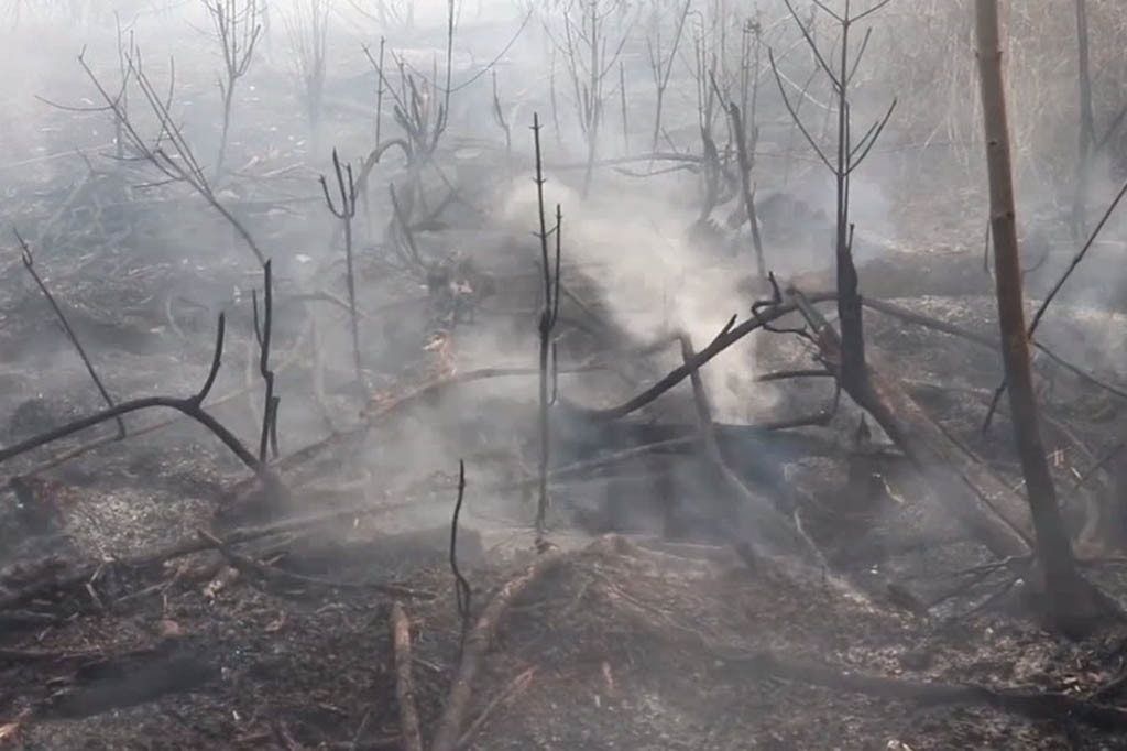 Menurut BPBD Nagan Raya, saat ini ada beberapa titik api yang ditemukan pihaknya di Kecamatan Darul Makmur, sehingga tim dikerahkan untuk melakukan pemadaman. BPBD mengimbau masyarakat agar tak melakukan pembakaran lahan atau kegiatan yang dapat memicu terjadinya karhutla.