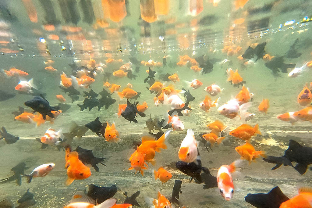 Bisnis ikan hias masih menjadi peluang yang bagus karena potensi ekspor komoditas ikan hias Indonesia ke berbagai negara di dunia masih terbuka lebar. 