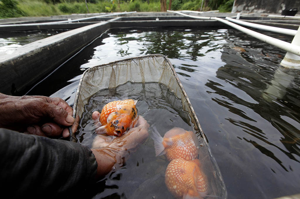 Berbagai jenis ikan hias seperti Ryukin, Maskoki Mutiara, dan Man Fish, dibudidayakan di kolam pembibitan Limas Farm di kawasan Neglasari, Tangerang, Banten, Kamis, 15 Juni 2023. 