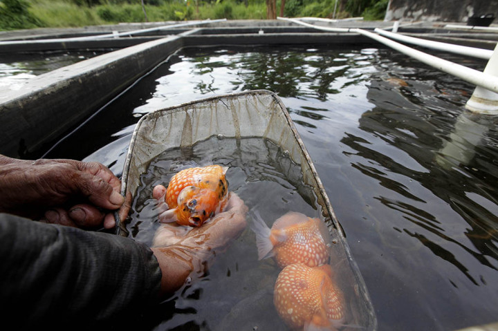 Berbagai jenis ikan hias seperti Ryukin, Maskoki Mutiara, dan Man Fish, dibudidayakan di kolam pembibitan Limas Farm di kawasan Neglasari, Tangerang, Banten, Kamis, 15 Juni 2023. 