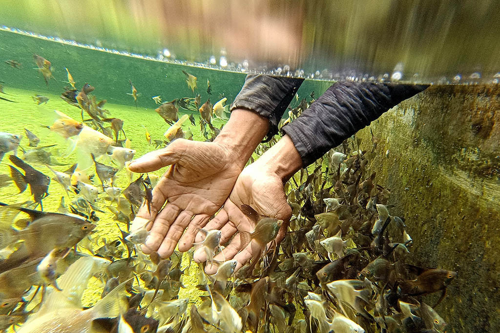 Beberapa negara tujuan utama ekspor ikan hias Indonesia adalah Tiongkok, Amerika, Rusia, Arab Saudi, Kanada, dan Singapura. 